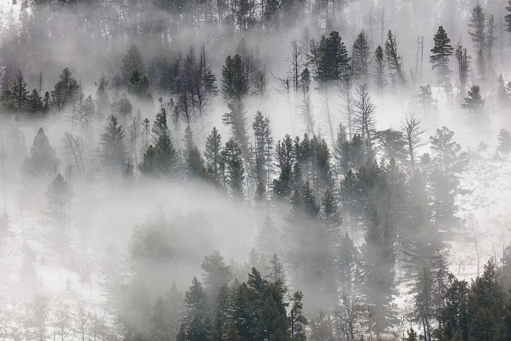 Fog rolling trees Lamar Valley. poster detail