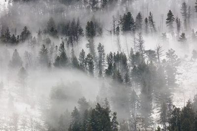 Fog rolling trees Lamar Valley.