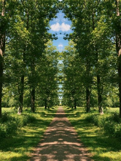 Tree-Lined Forest Path Poster. poster