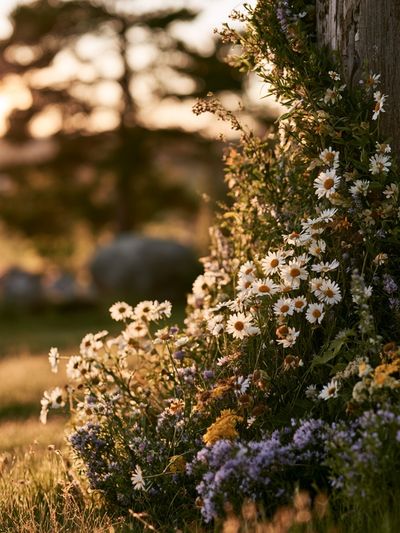 Wildflower Meadow at Sunset Poster. poster
