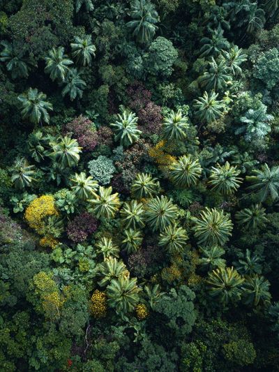 Tropical Canopy Aerial Poster. poster
