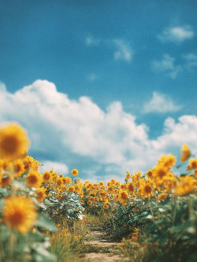 Sunflower Field Sky Photography Poster. poster