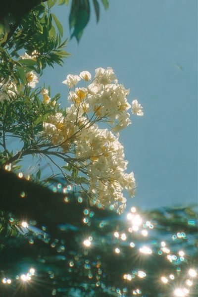 Sunlit Blossoms Nature Print.
