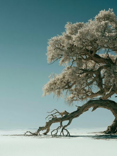 Solitary Tree in Snowy Landscape Print.