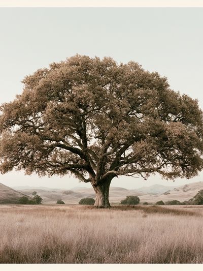 Solitary Oak in Meadow Photography Poster.