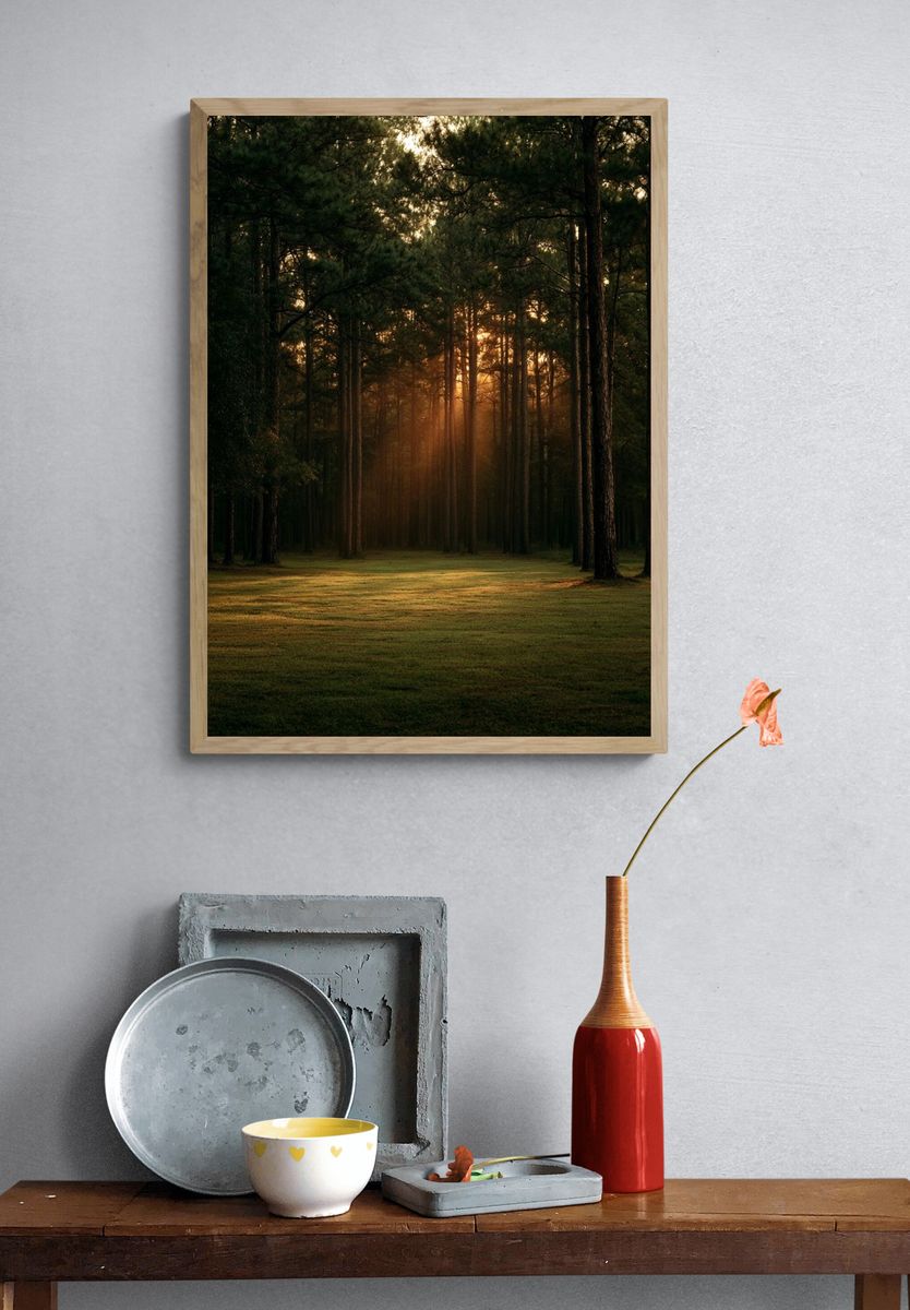 Sunlit Pine Forest Poster. — room view 3
