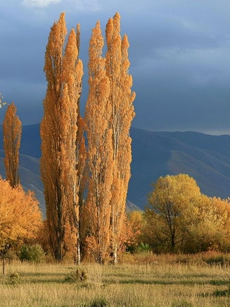 Autumn Poplars Landscape Poster. poster detail