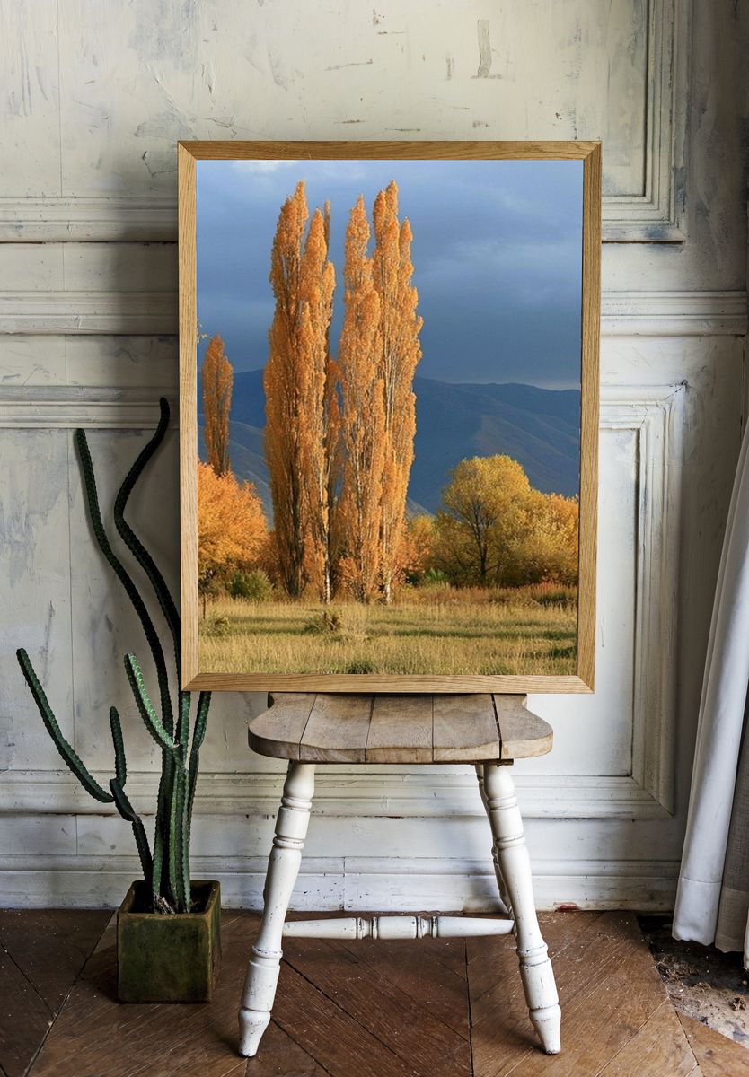 Autumn Poplars Landscape Poster. room preview