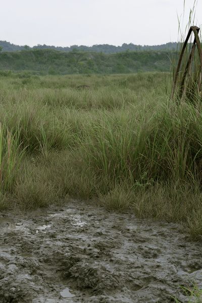 Misty Marshland Landscape Poster.