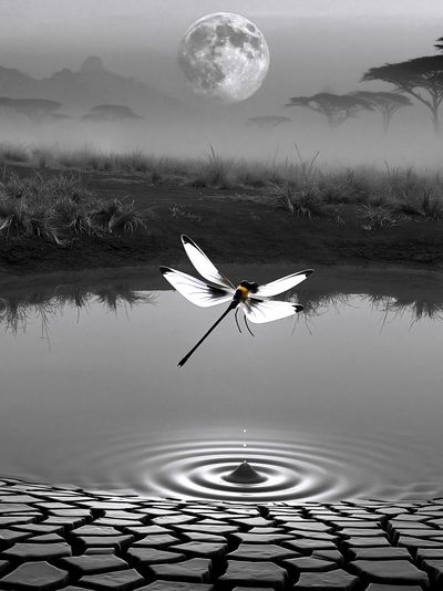 Moonlit Dragonfly Surreal Print. poster