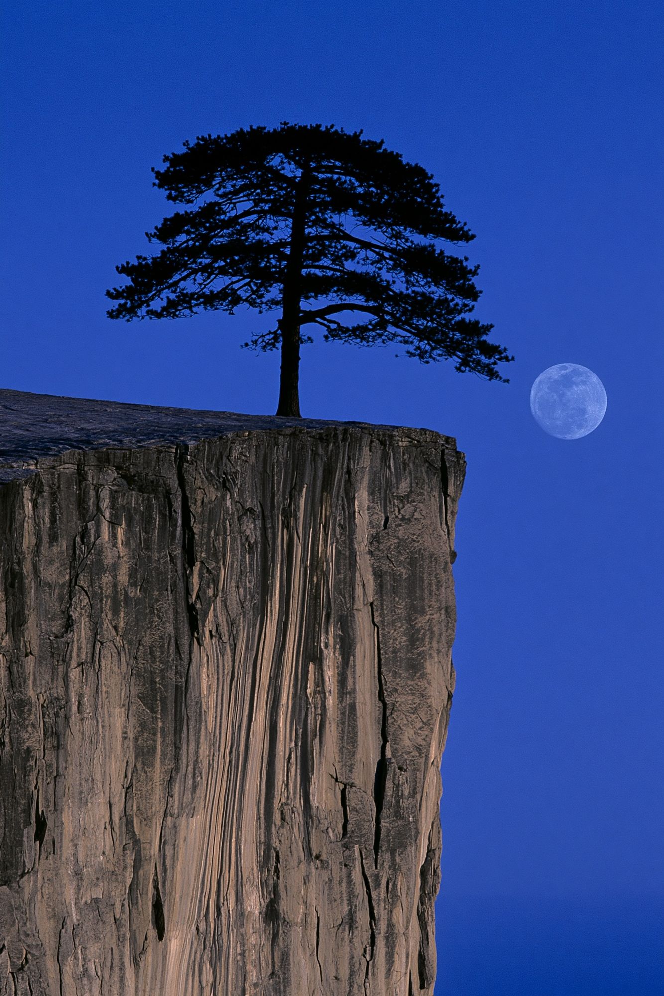 Moonlit Cliff Pine Photography Poster. poster detail
