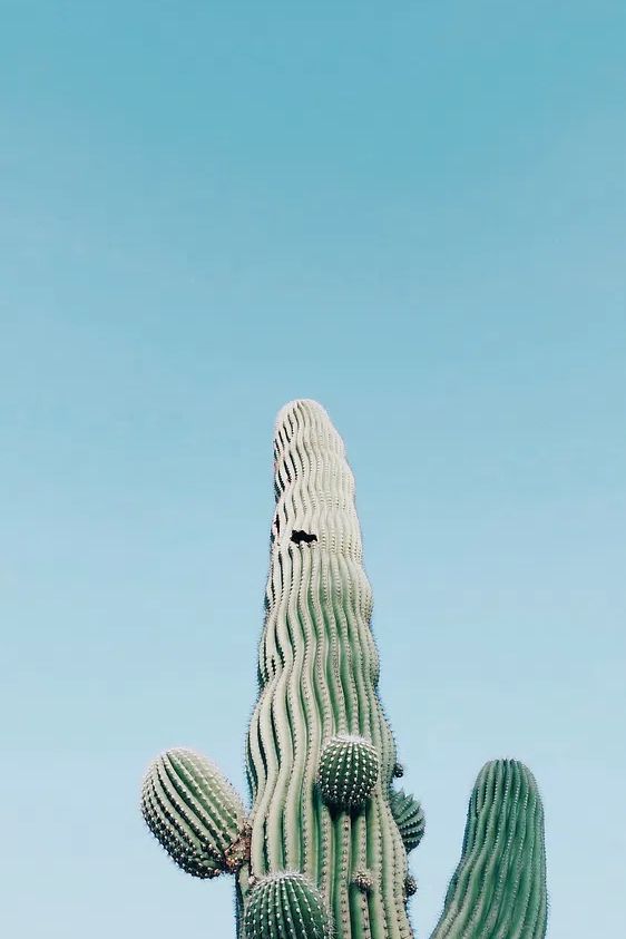 Saguaro Cactus, Arizona, United States. poster — nature art