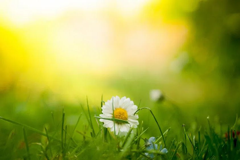 Close-up white daisy patch grass. poster — nature art