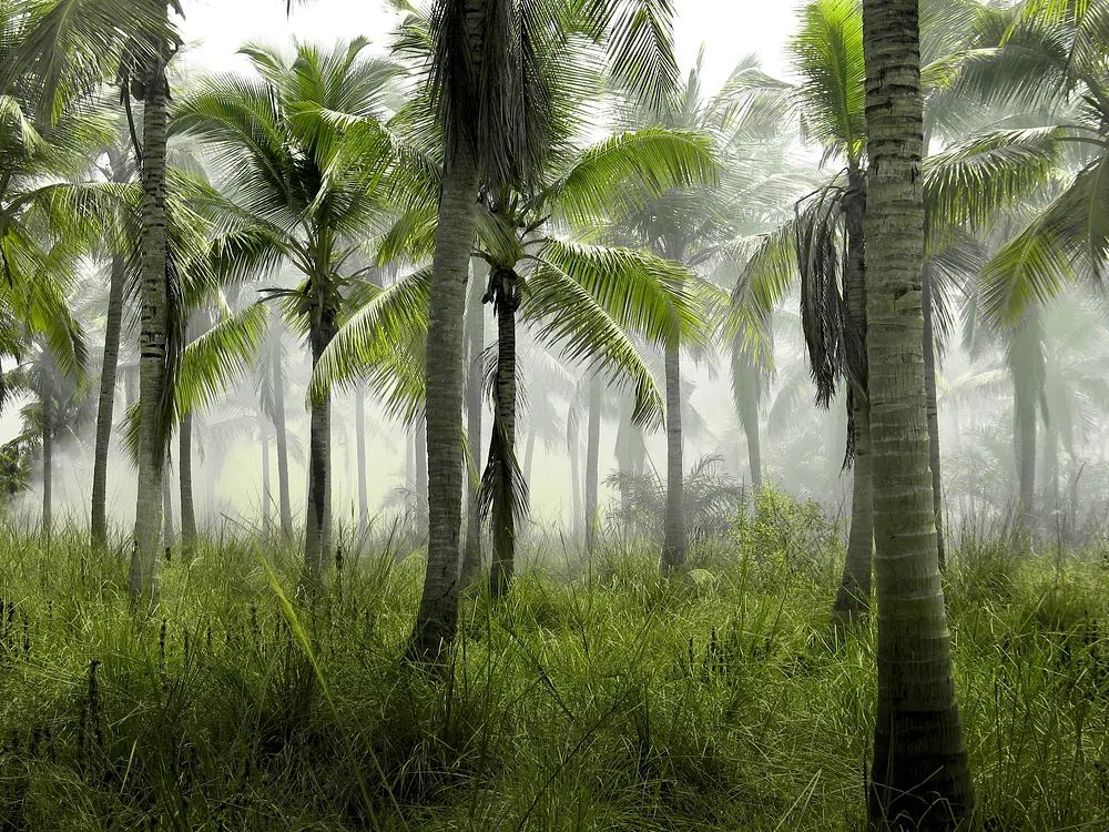 large group palm trees grass. poster — nature art