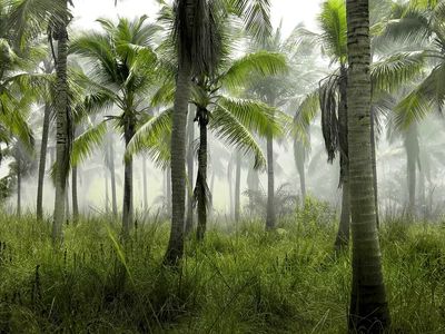 large group palm trees grass. poster