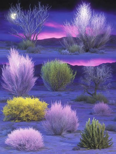 Neon Desert Shrubs Photography Poster.