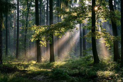 Sunlit Forest Morning Photography Poster. poster