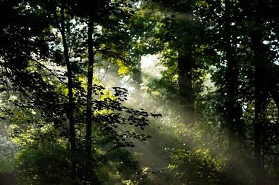 early morning scene Davidson River. poster