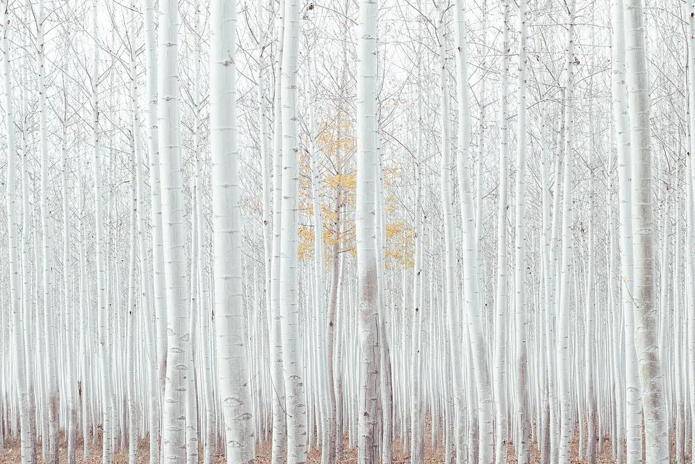 Free magical white woods image. poster — nature art