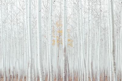 Free magical white woods image.