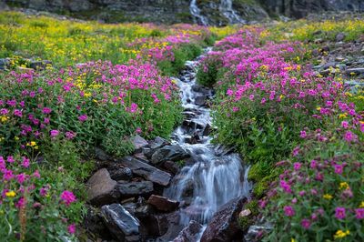Wildflower Stream Nature Print