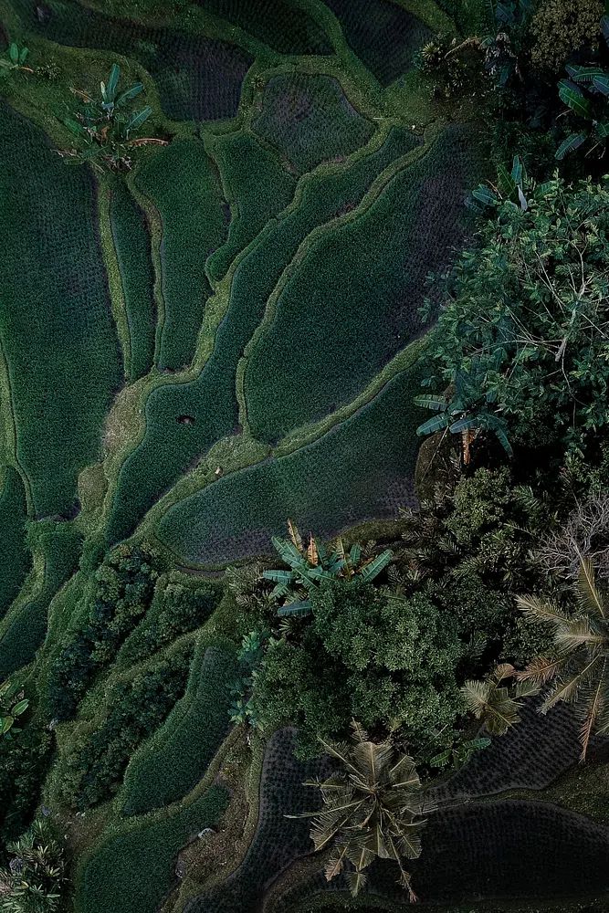 Aerial view hanging rice fields. poster detail