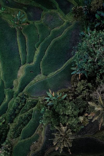 Aerial view hanging rice fields. poster