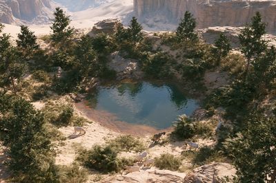 Desert Oasis with Goats Poster. poster print