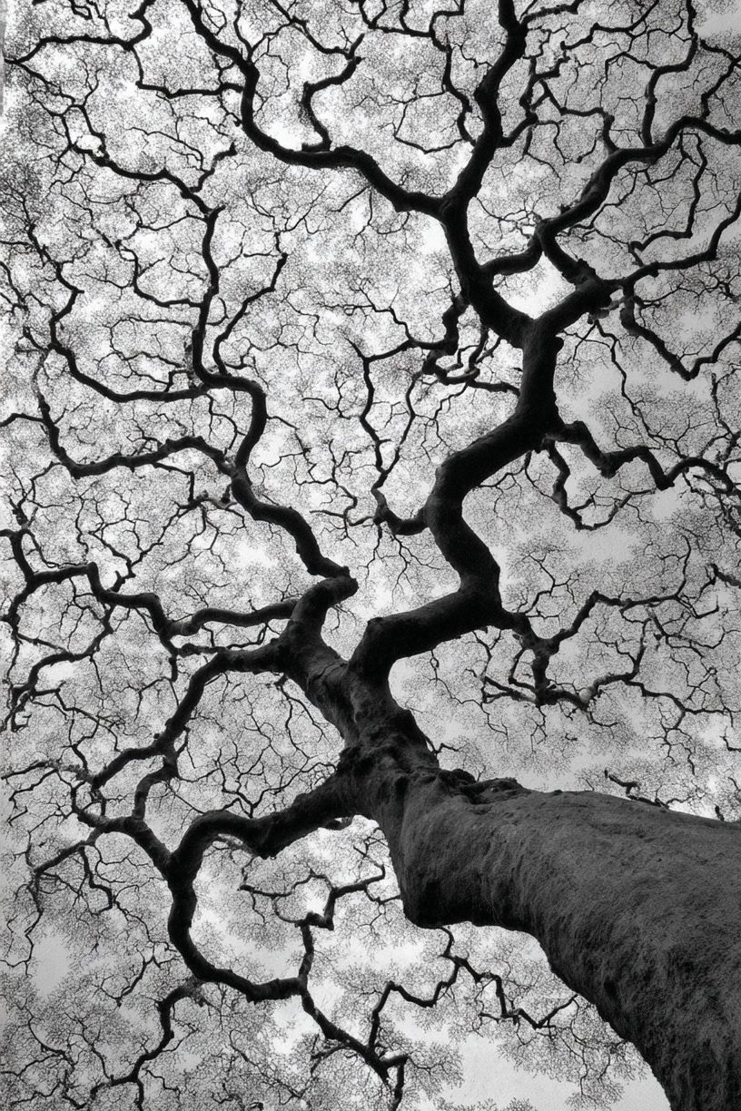 Twisted Tree Canopy Black-White Poster. poster — nature art