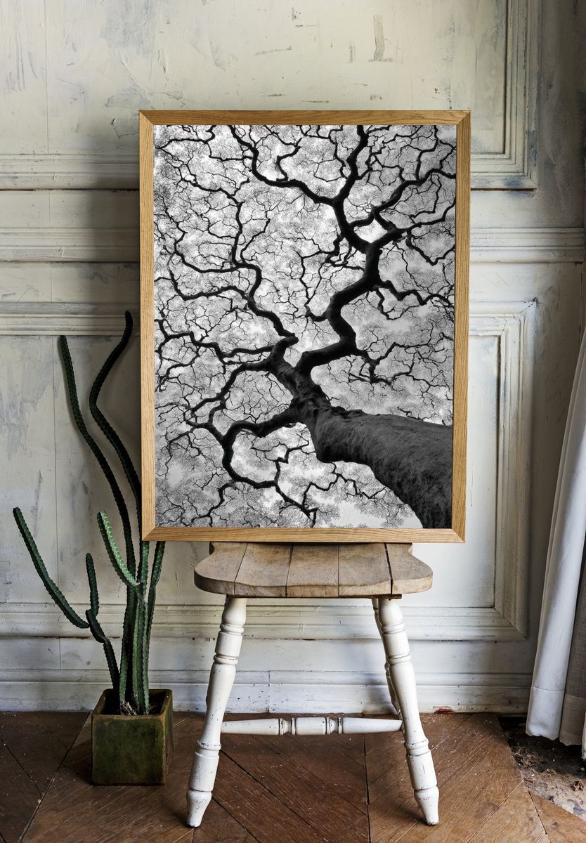 Twisted Tree Canopy Black-White Poster. — room view 1