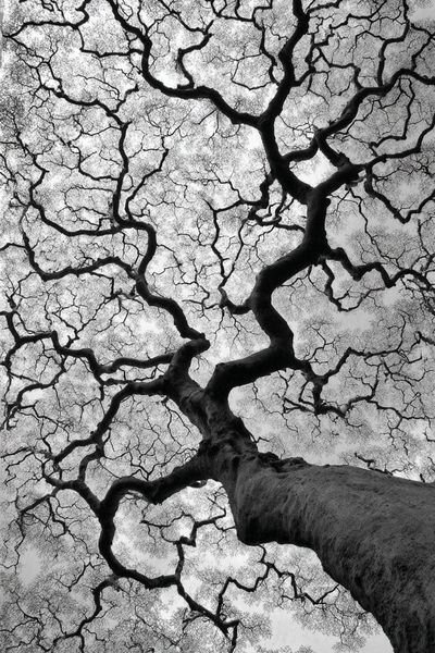 Twisted Tree Canopy Black-White Poster. poster
