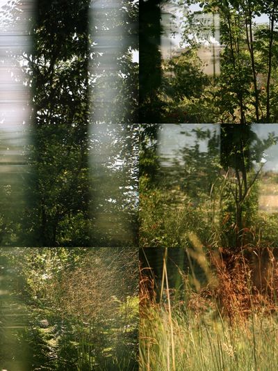 Sunlit Garden Meadow Photography Poster.