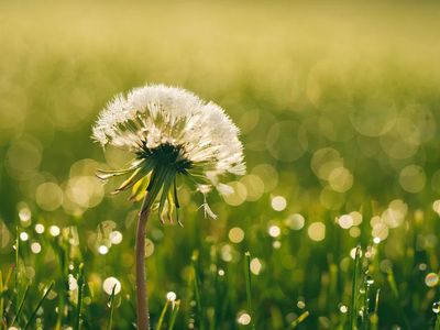 Dandelion Dewdrop Nature Poster. poster