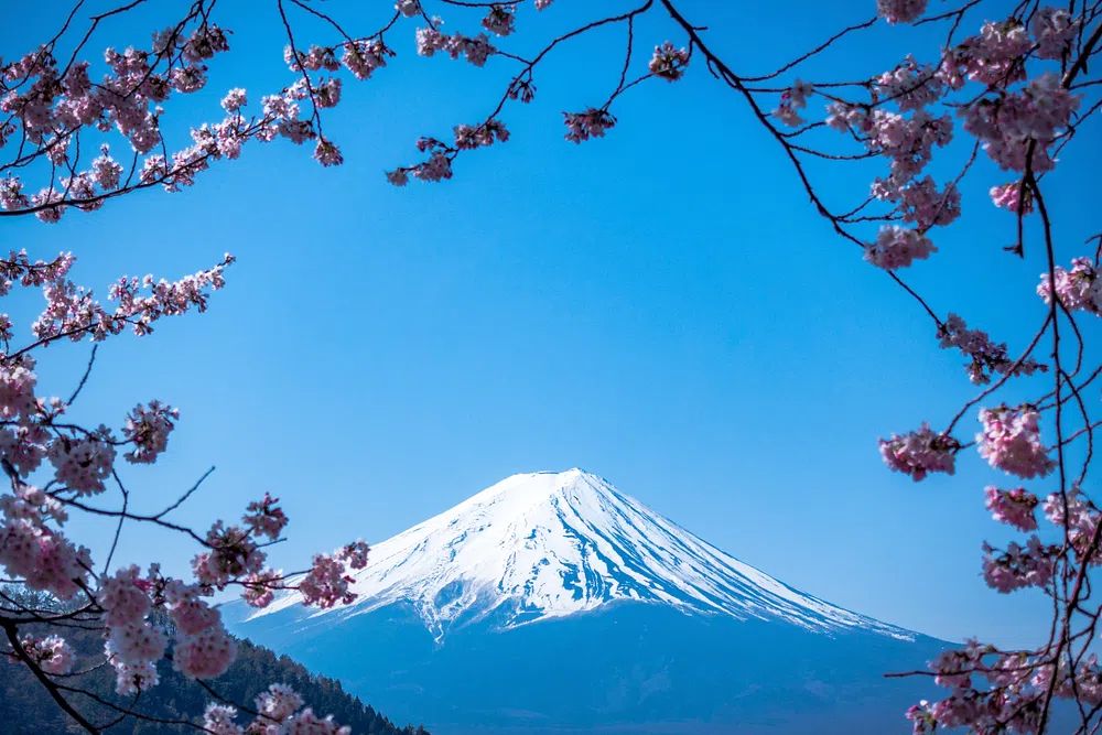 Blooming pink blossom branches Fuji. poster detail
