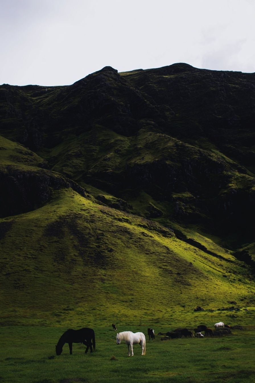 Horses in a Green Meadow — Nature Print. poster — nature art