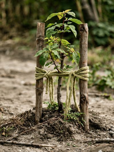 Young Sapling in Forest Photography Poster.