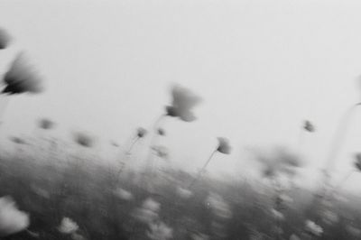 Blurred Wildflowers Black-White Print. poster