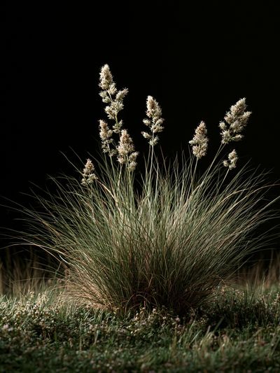 Wild Grass at Night Poster. poster