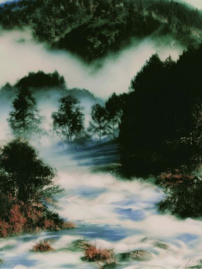 Misty Forest Landscape Print.