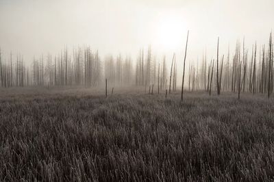 Misty Burnt Forest Landscape Print. poster