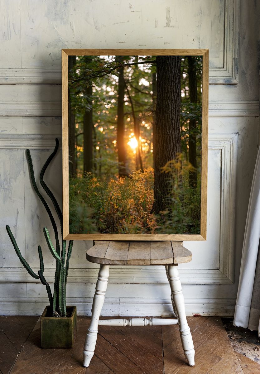Sunlit Forest at Dawn Poster. room preview