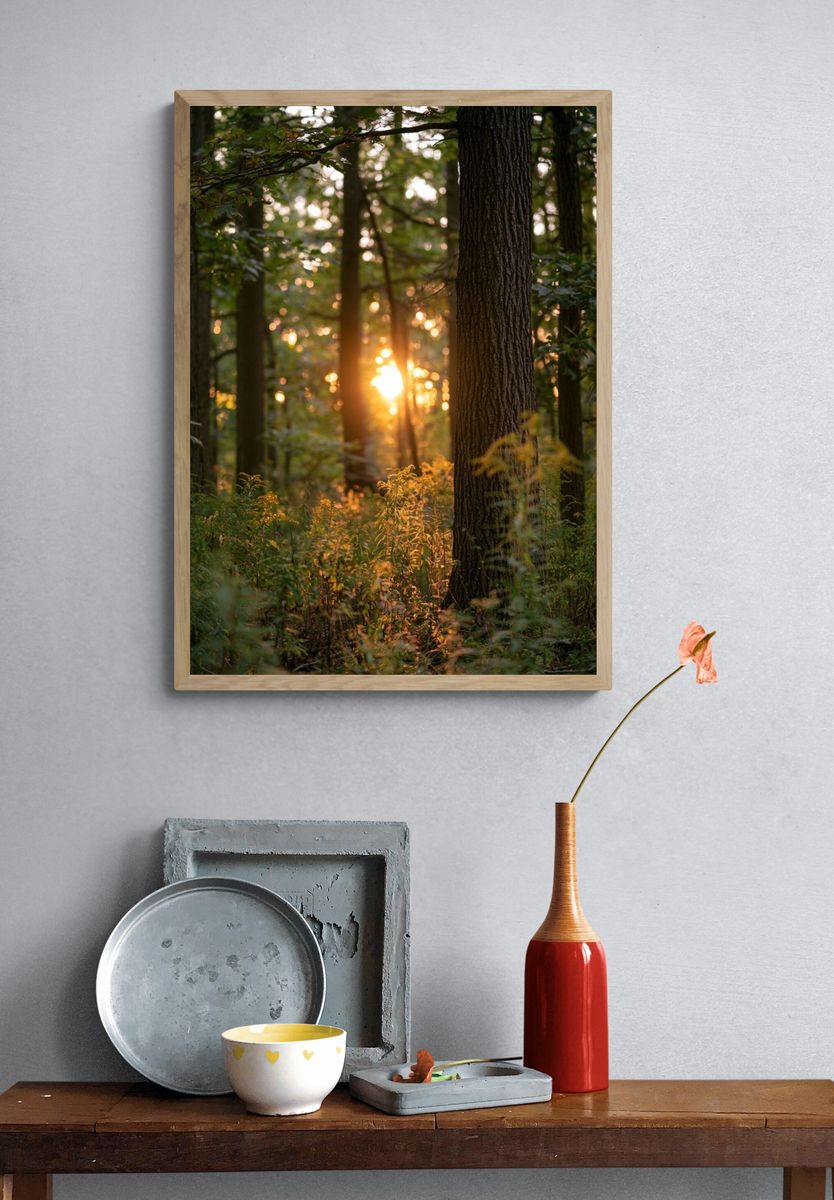 Sunlit Forest at Dawn Poster. — room view 3