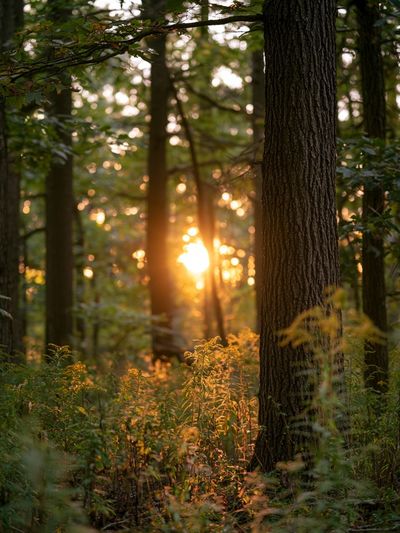 Sunlit Forest at Dawn Poster.