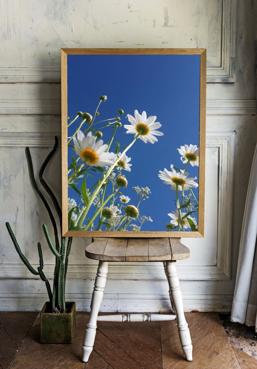 Daisy Field — Nature Photography Poster. — room view 1