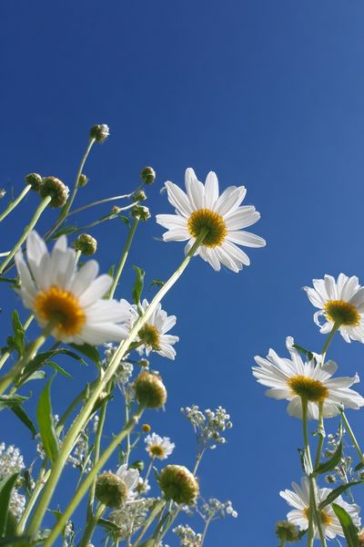 Daisy Field — Nature Photography Poster. poster