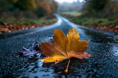 Autumn Maple Leaf Road Print.