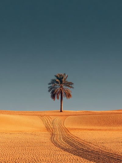 Solitary Palm Desert Print
