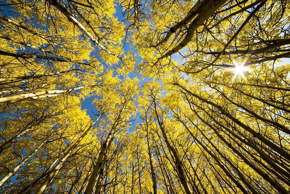Aspen Grove Sunburst. poster — photography art