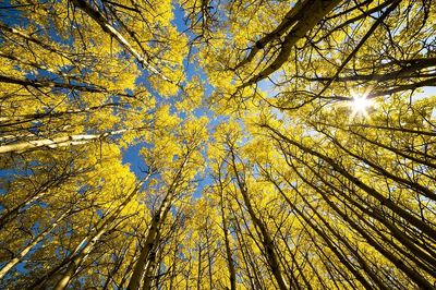 Aspen Grove Sunburst. poster