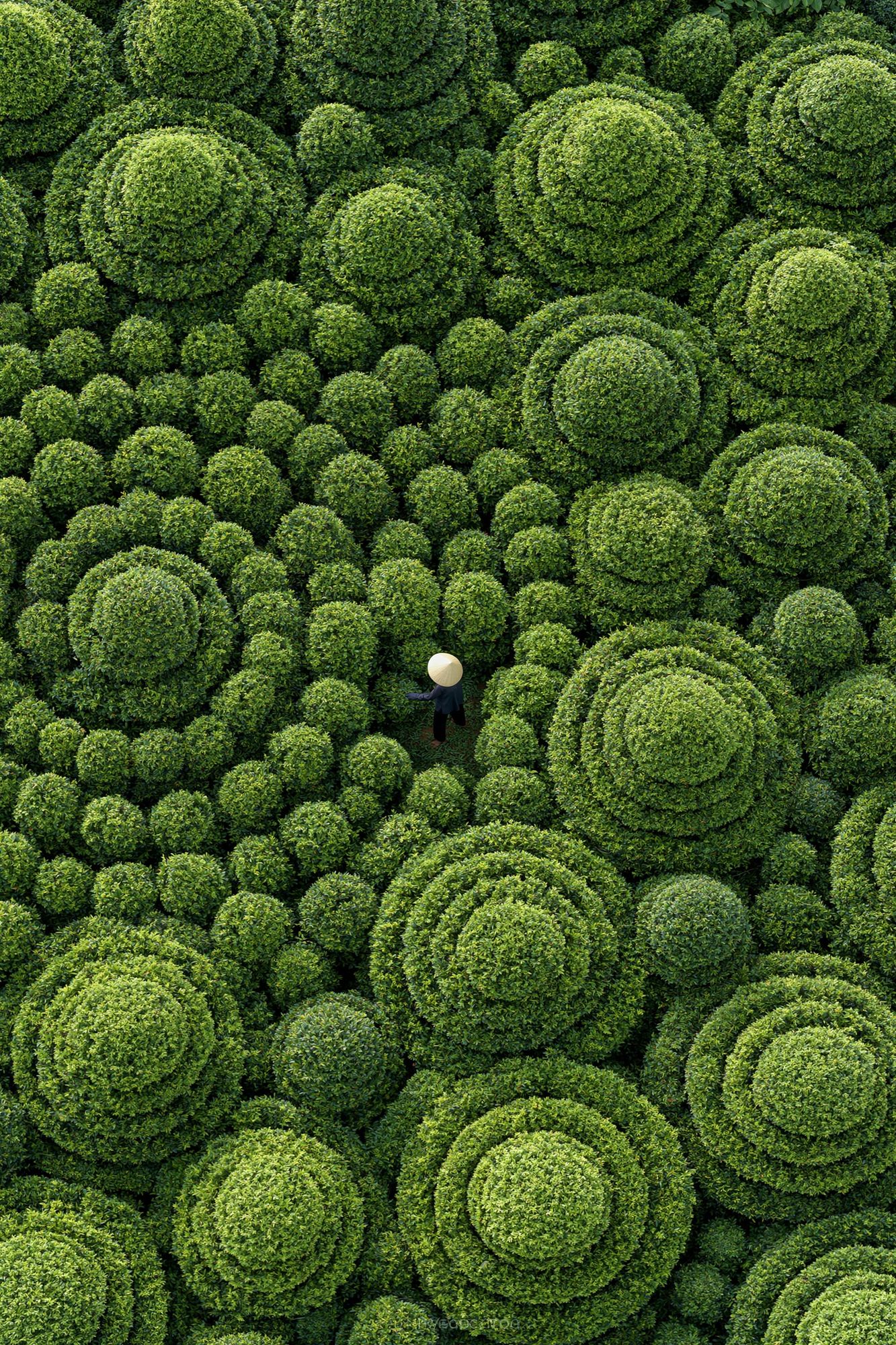Topiary Garden Aerial Print. poster — nature art